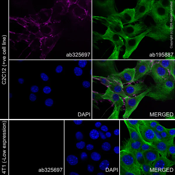 Immunocytochemistry/ Immunofluorescence - Alexa Fluor® 647 Anti-N Cadherin antibody [EPR29626-10] (AB325697)