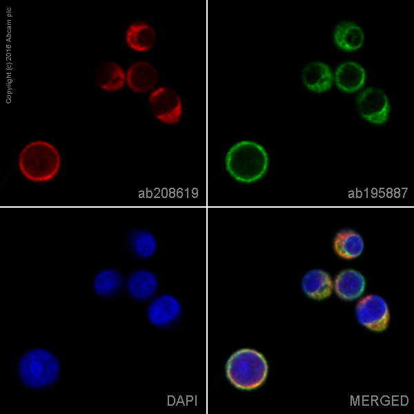 Immunocytochemistry/ Immunofluorescence - Alexa Fluor® 647 Anti-N WASP antibody [EPR6959] (AB208619)