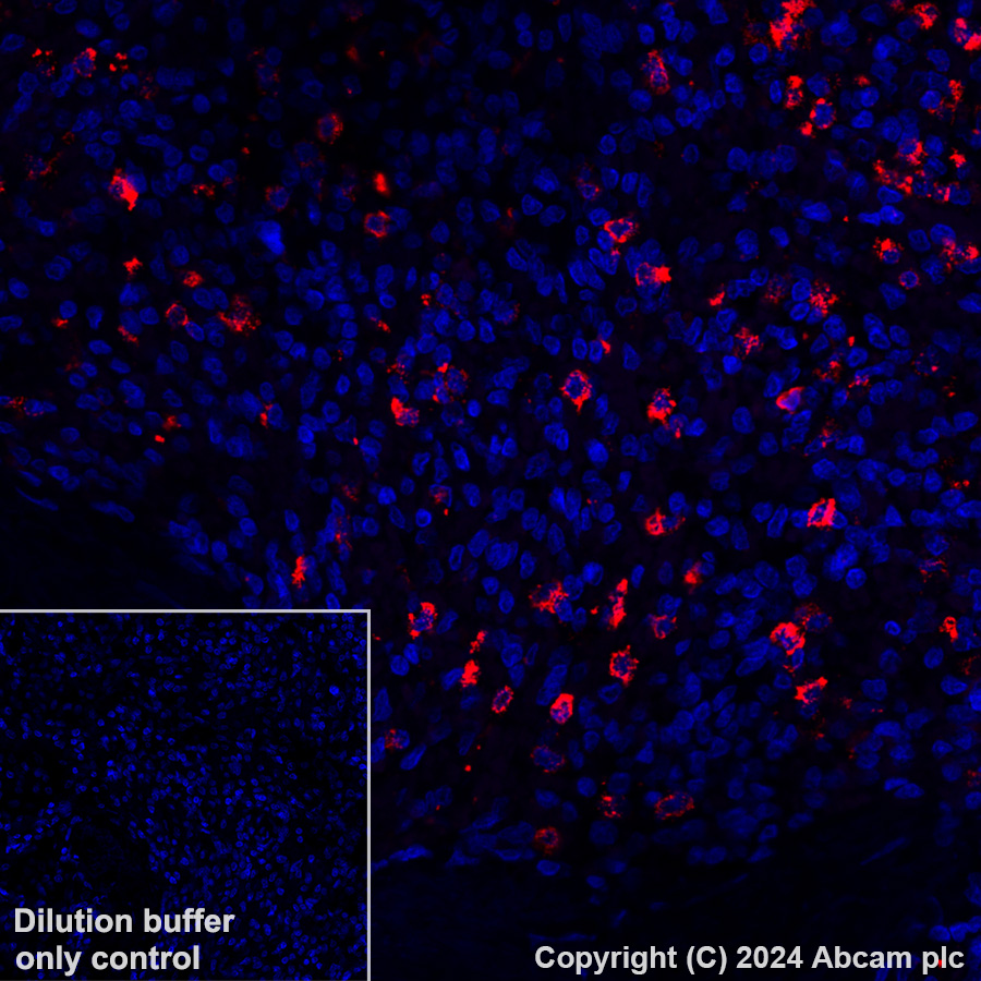 Immunohistochemistry (Formalin/PFA-fixed paraffin-embedded sections) - Alexa Fluor® 647 Anti-NALP12/NLRP12 antibody [EPR26985-39] (AB317292), expandable thumbnail