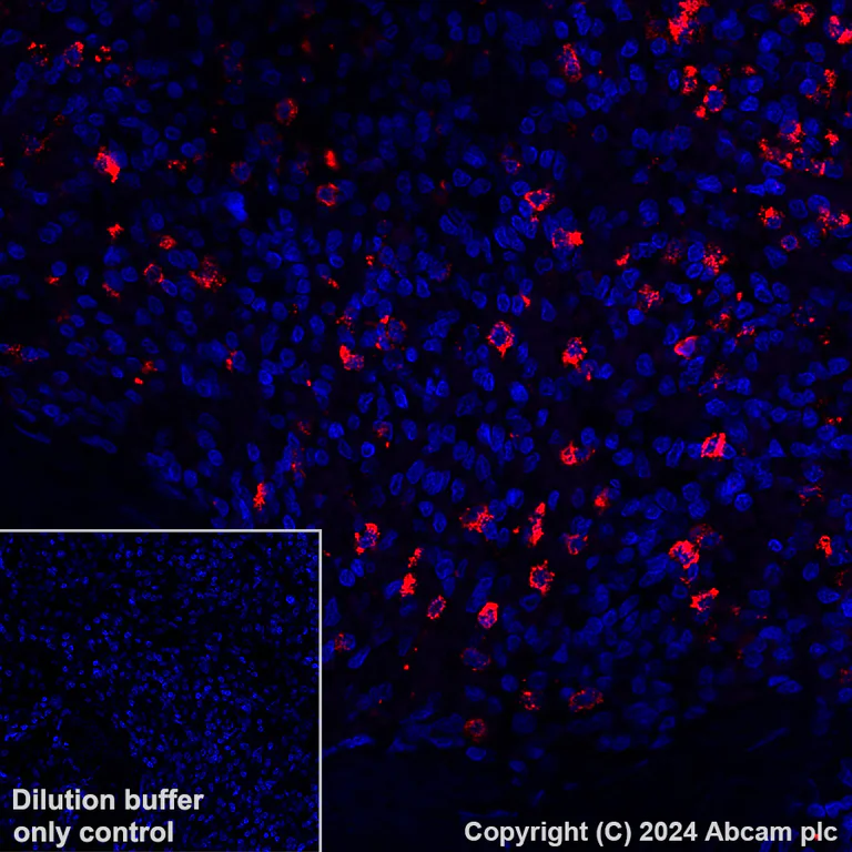Immunohistochemistry (Formalin/PFA-fixed paraffin-embedded sections) - Alexa Fluor® 647 Anti-NALP12/NLRP12 antibody [EPR26985-39] (AB317292)