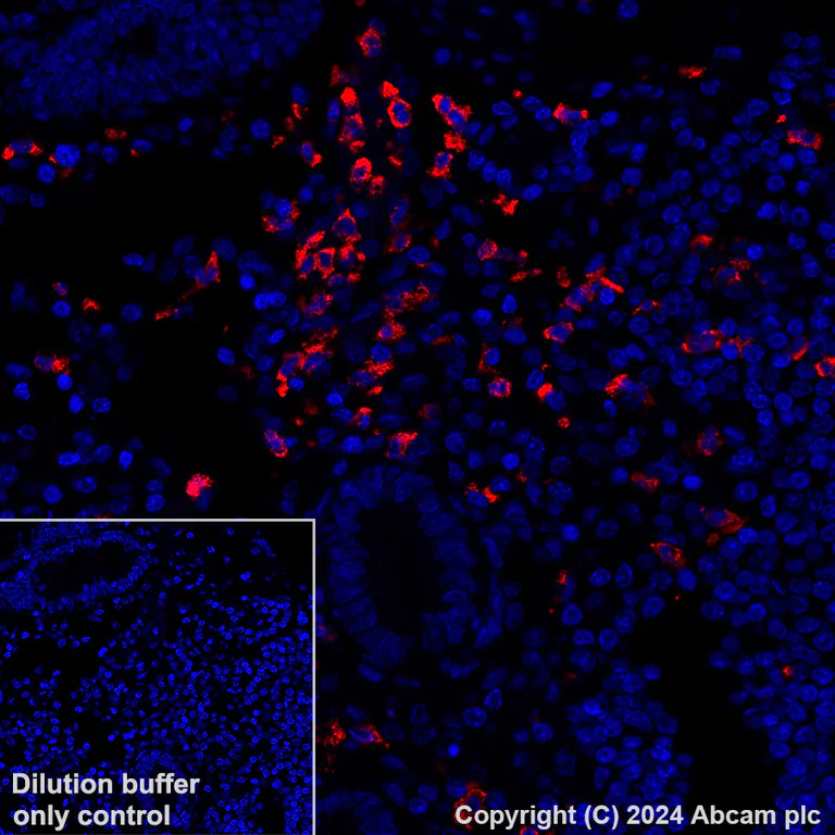 Immunohistochemistry (Formalin/PFA-fixed paraffin-embedded sections) - Alexa Fluor® 647 Anti-NALP12/NLRP12 antibody [EPR26985-39] (AB317292)