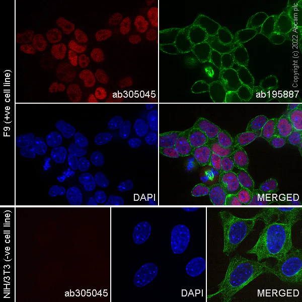 Immunocytochemistry/ Immunofluorescence - Alexa Fluor® 647 Anti-Nanog antibody [EPR20694] (AB305045)