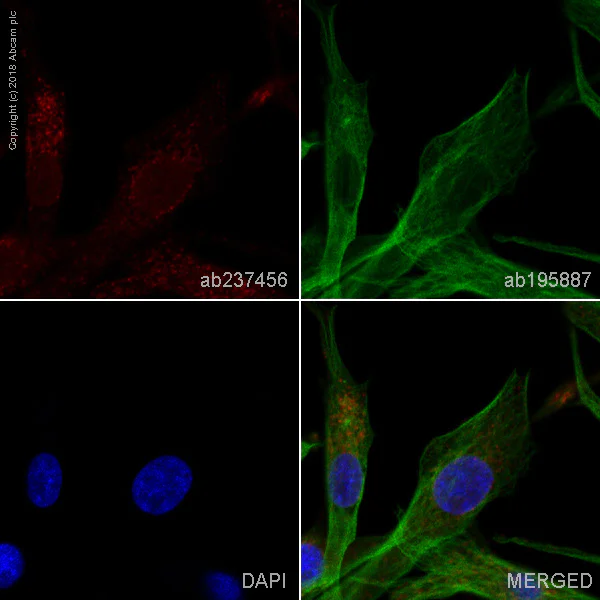 Immunocytochemistry/ Immunofluorescence - Alexa Fluor® 647 Anti-NCAM1 antibody [EP2567Y] (AB237456)