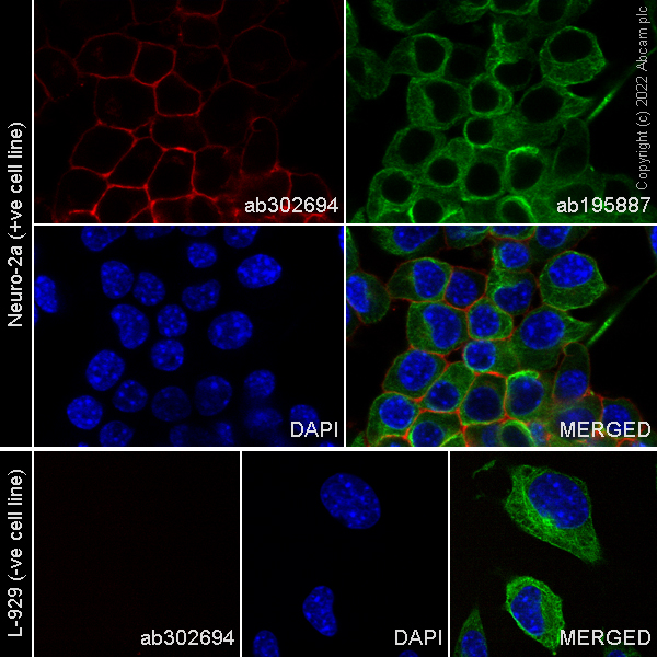 Immunocytochemistry/ Immunofluorescence - Alexa Fluor® 647 Anti-NCAM1 antibody [EPR21827] (AB302694)