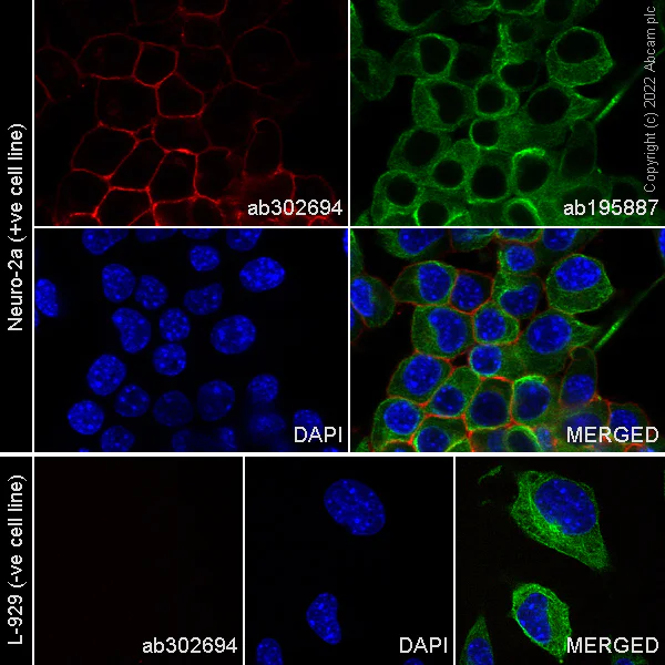 Immunocytochemistry/ Immunofluorescence - Alexa Fluor® 647 Anti-NCAM1 antibody [EPR21827] (AB302694)