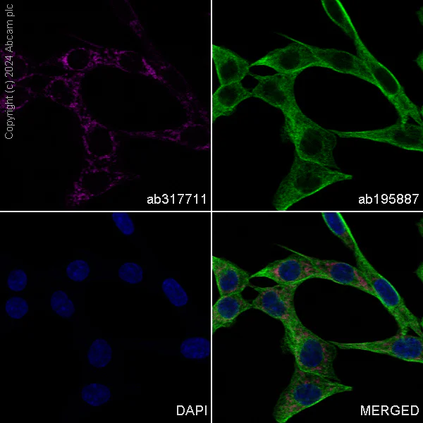 Immunocytochemistry/ Immunofluorescence - Alexa Fluor® 647 Anti-NDUFB8 antibody [EPR15961] (AB317711)
