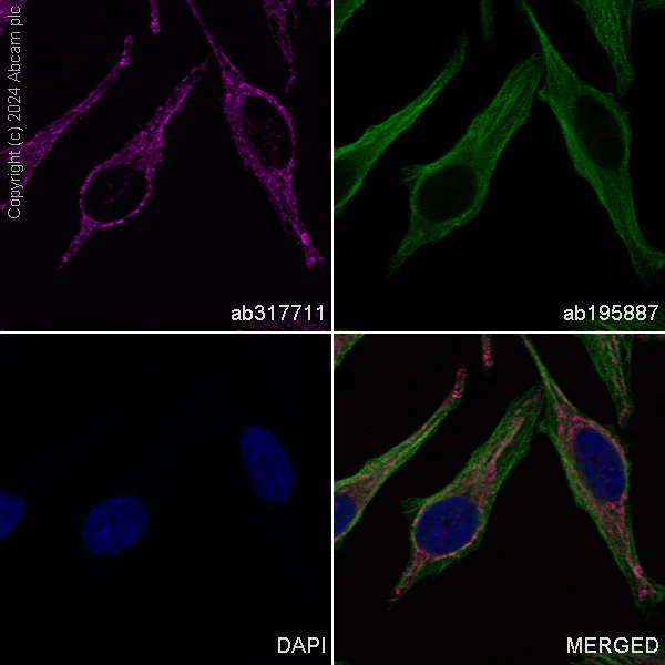Immunocytochemistry/ Immunofluorescence - Alexa Fluor® 647 Anti-NDUFB8 antibody [EPR15961] (AB317711)