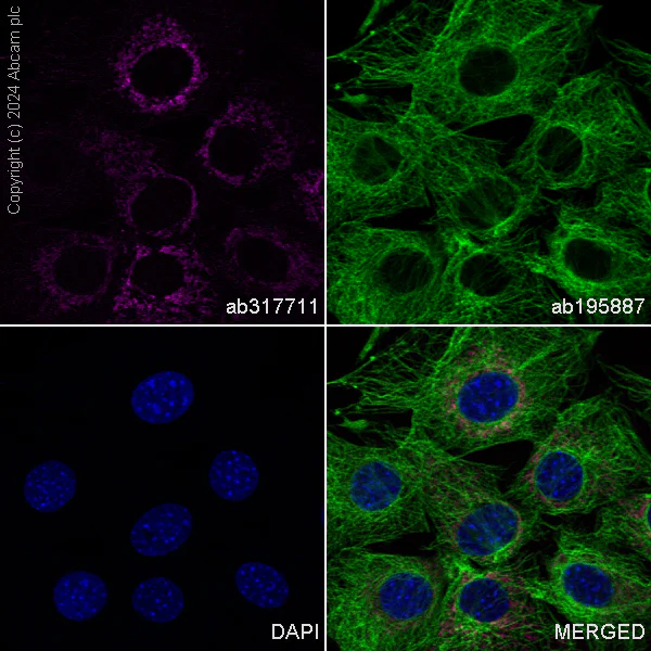 Immunocytochemistry/ Immunofluorescence - Alexa Fluor® 647 Anti-NDUFB8 antibody [EPR15961] (AB317711)