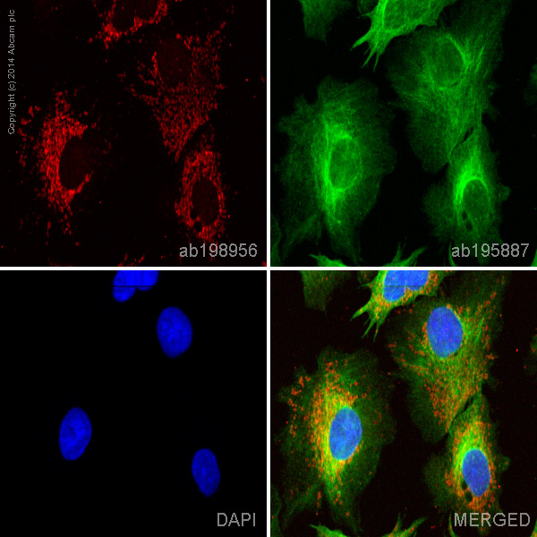 Immunocytochemistry/ Immunofluorescence - Alexa Fluor® 647 Anti-Ndufs1 antibody [EPR11521(B)] (AB198956), expandable thumbnail