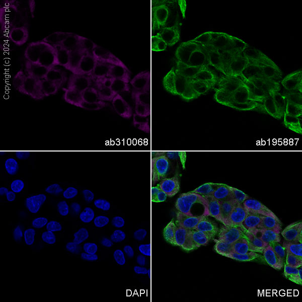 Immunocytochemistry/ Immunofluorescence - Alexa Fluor® 647 Anti-Ndufs4 antibody [EP7832] (AB310068), expandable thumbnail