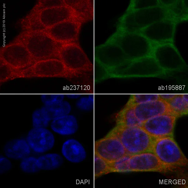 Immunocytochemistry/ Immunofluorescence - Alexa Fluor® 647 Anti-Nectin 2 antibody [EPR6717] (AB237120)