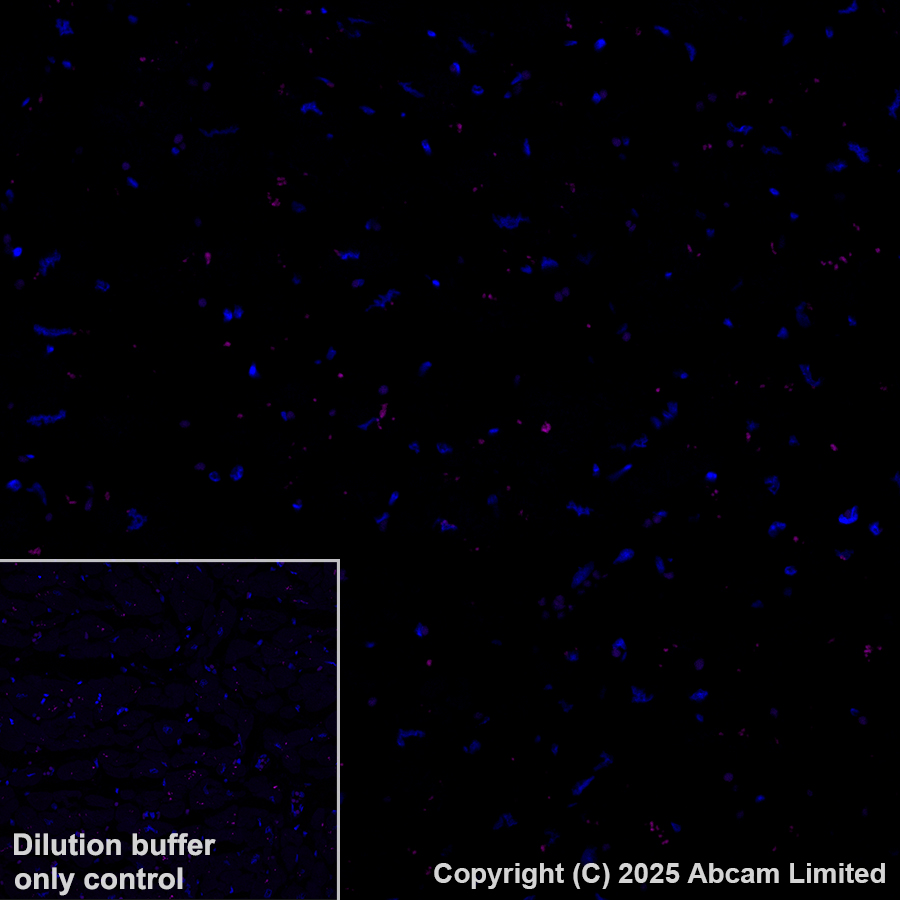 Immunohistochemistry (Formalin/PFA-fixed paraffin-embedded sections) - Alexa Fluor® 647 Anti-Nectin 3 antibody [EPR26326-22] (AB323441), expandable thumbnail