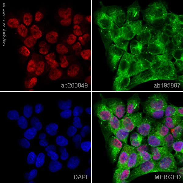 Immunocytochemistry/ Immunofluorescence - Alexa Fluor® 647 Anti-NEDD8 antibody [Y297] (AB200849)