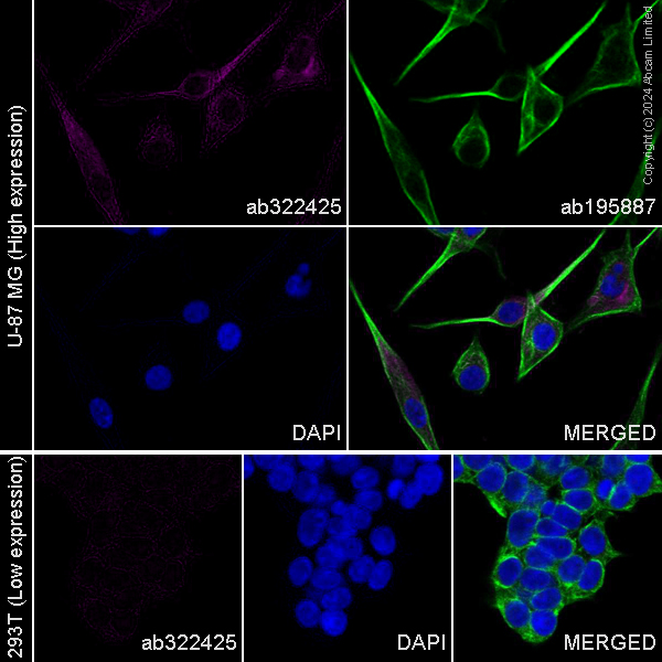 Immunocytochemistry/ Immunofluorescence - Alexa Fluor® 647 Anti-Nestin antibody [EPR1301(2)] (AB322425), expandable thumbnail