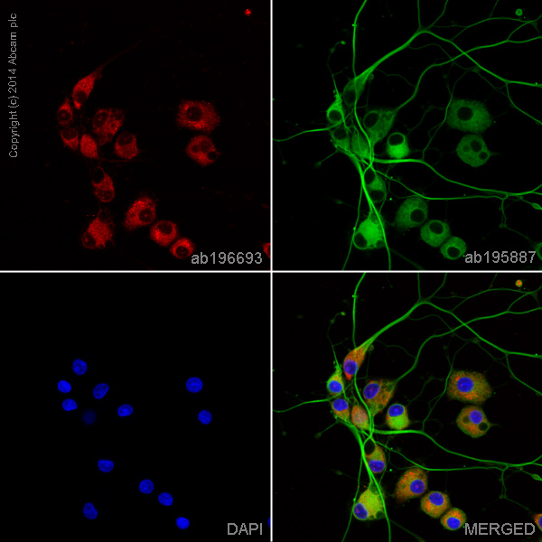 Immunocytochemistry/ Immunofluorescence - Alexa Fluor® 647 Anti-Nestin antibody [rat-401] (AB196693), expandable thumbnail