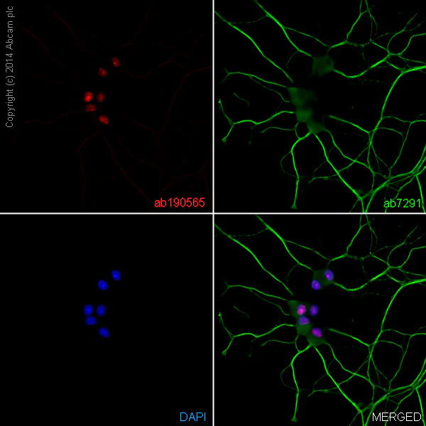 Immunocytochemistry/ Immunofluorescence - Alexa Fluor® 647 Anti-NeuN antibody [EPR12763] - Neuronal Marker (AB190565)