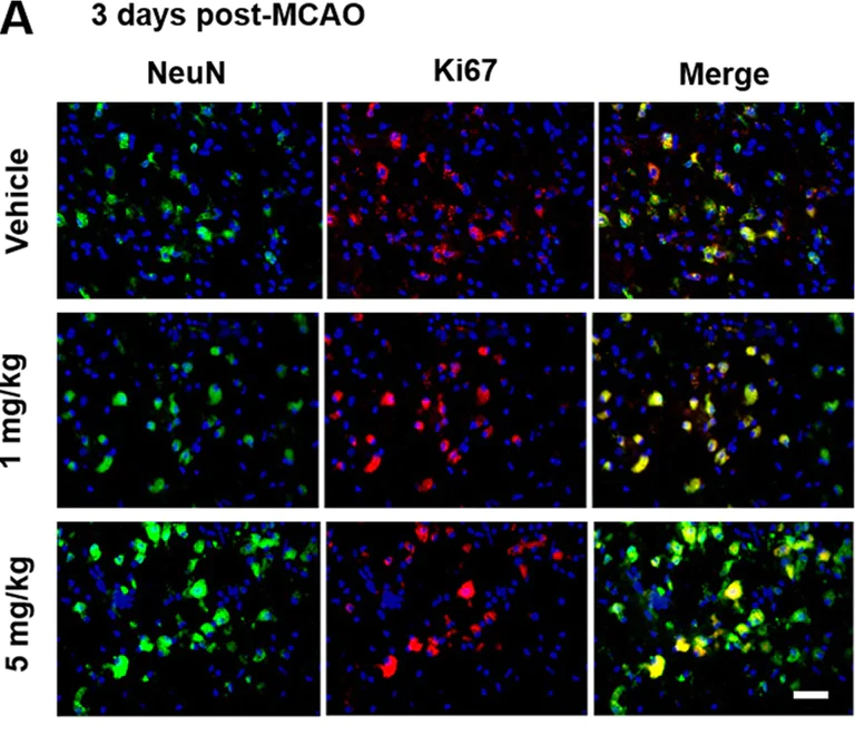 Immunocytochemistry/ Immunofluorescence - Alexa Fluor® 647 Anti-NeuN antibody [EPR12763] - Neuronal Marker (AB190565)