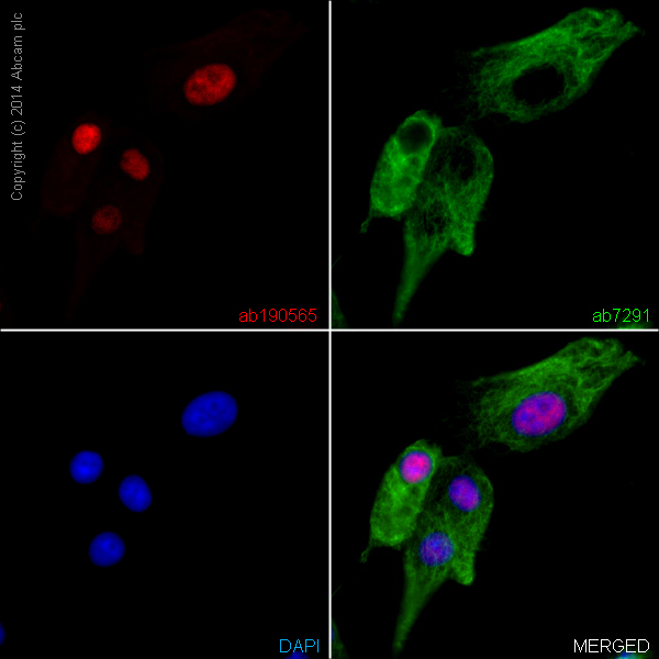 Immunocytochemistry/ Immunofluorescence - Alexa Fluor® 647 Anti-NeuN antibody [EPR12763] - Neuronal Marker (AB190565), expandable thumbnail