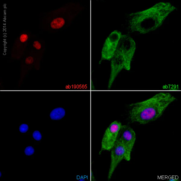 Immunocytochemistry/ Immunofluorescence - Alexa Fluor® 647 Anti-NeuN antibody [EPR12763] - Neuronal Marker (AB190565)