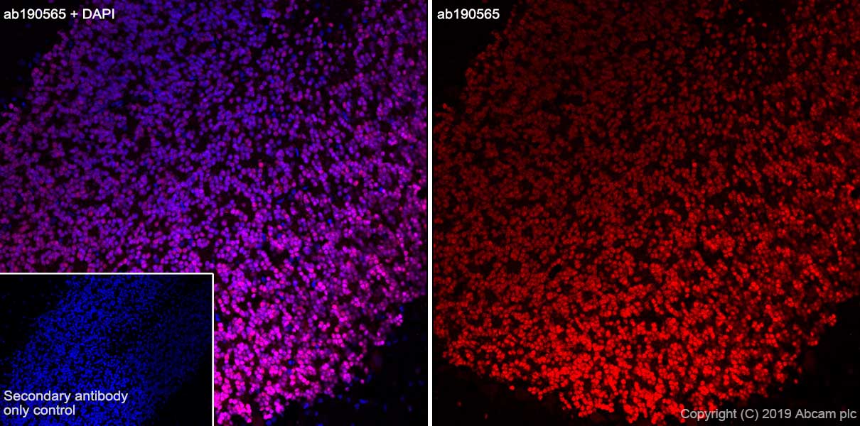 Immunohistochemistry (Frozen sections) - Alexa Fluor® 647 Anti-NeuN antibody [EPR12763] - Neuronal Marker (ab190565), expandable thumbnail