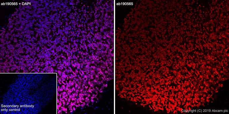 Immunohistochemistry (Frozen sections) - Alexa Fluor® 647 Anti-NeuN antibody [EPR12763] - Neuronal Marker (AB190565)