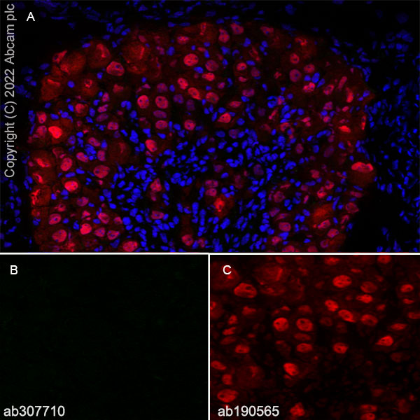 Immunohistochemistry (Frozen sections) - Alexa Fluor® 647 Anti-NeuN antibody [EPR12763] - Neuronal Marker (ab190565), expandable thumbnail