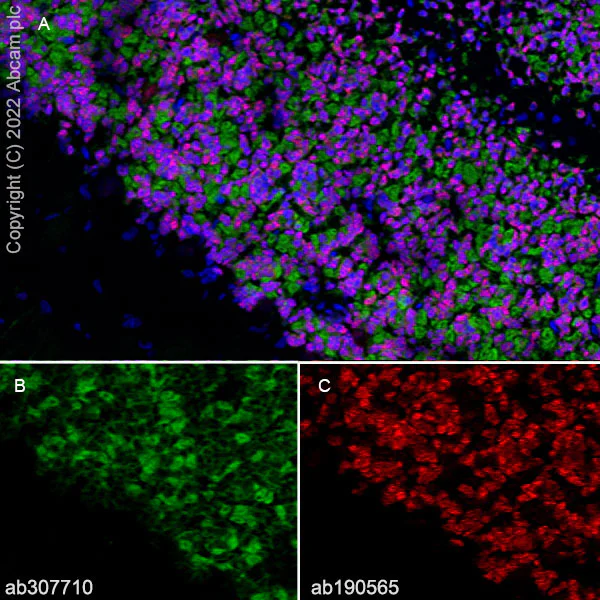 Immunohistochemistry (Frozen sections) - Alexa Fluor® 647 Anti-NeuN antibody [EPR12763] - Neuronal Marker (AB190565)