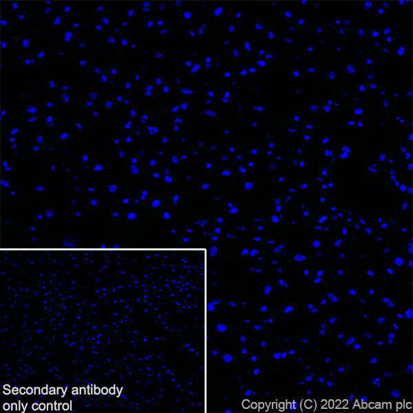 Immunohistochemistry (Frozen sections) - Alexa Fluor® 647 Anti-NeuN antibody [EPR12763] - Neuronal Marker (ab190565), expandable thumbnail