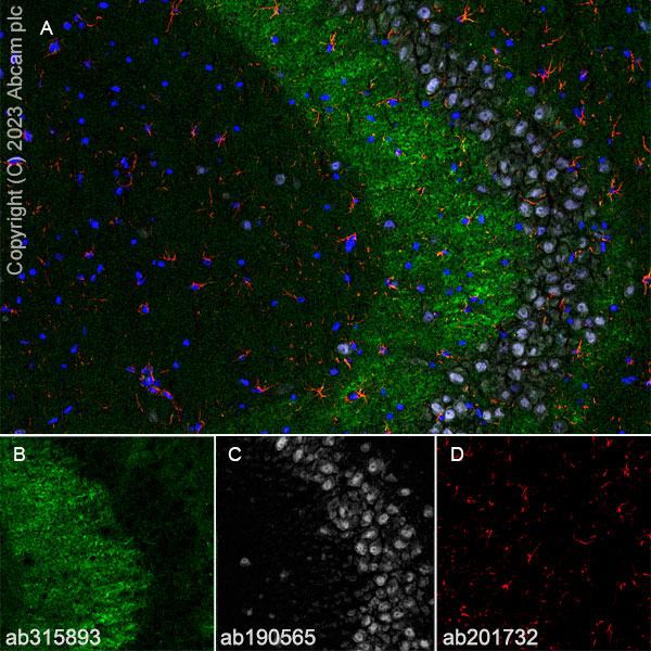 Anti-NeuN - Neuronal Marker Alexa Fluor® 647 antibody