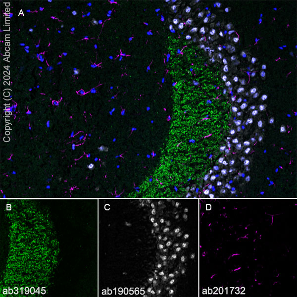 Immunohistochemistry (Frozen sections) - Alexa Fluor® 647 Anti-NeuN antibody [EPR12763] - Neuronal Marker (ab190565), expandable thumbnail
