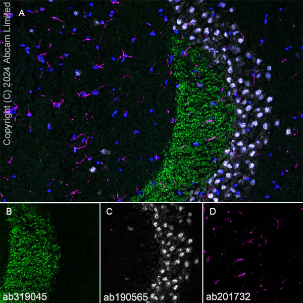 Immunohistochemistry (Frozen sections) - Alexa Fluor® 647 Anti-NeuN antibody [EPR12763] - Neuronal Marker (AB190565)