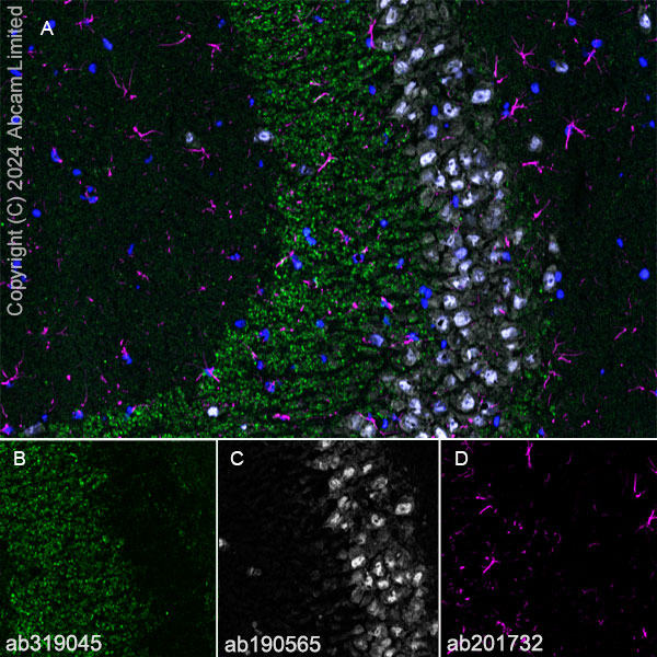 Immunohistochemistry (Frozen sections) - Alexa Fluor® 647 Anti-NeuN antibody [EPR12763] - Neuronal Marker (ab190565), expandable thumbnail