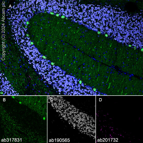 Immunohistochemistry (Frozen sections) - Alexa Fluor® 647 Anti-NeuN antibody [EPR12763] - Neuronal Marker (ab190565), expandable thumbnail