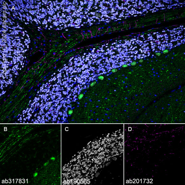 Immunohistochemistry (Frozen sections) - Alexa Fluor® 647 Anti-NeuN antibody [EPR12763] - Neuronal Marker (ab190565), expandable thumbnail