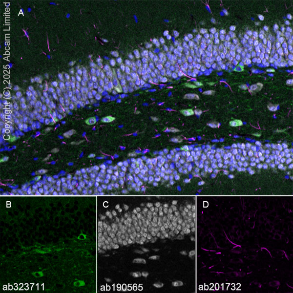 Immunohistochemistry (Frozen sections) - Alexa Fluor® 647 Anti-NeuN antibody [EPR12763] - Neuronal Marker (ab190565), expandable thumbnail