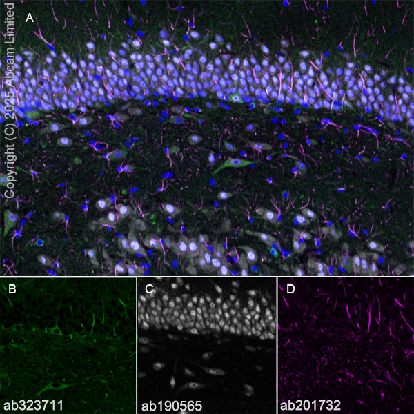 Immunohistochemistry (Frozen sections) - Alexa Fluor® 647 Anti-NeuN antibody [EPR12763] - Neuronal Marker (ab190565), expandable thumbnail