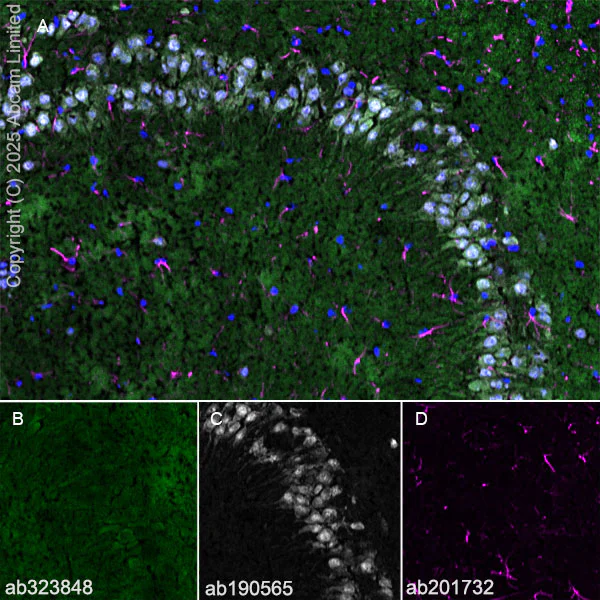 Immunohistochemistry (Frozen sections) - Alexa Fluor® 647 Anti-NeuN antibody [EPR12763] - Neuronal Marker (AB190565)