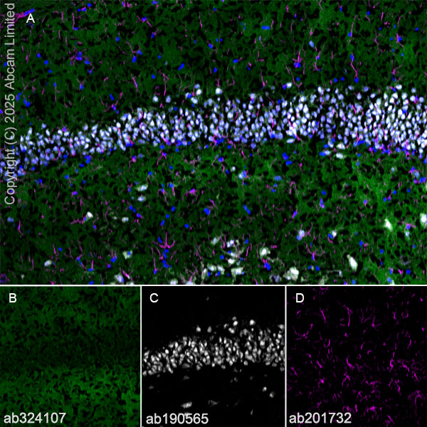 Immunohistochemistry (Frozen sections) - Alexa Fluor® 647 Anti-NeuN antibody [EPR12763] - Neuronal Marker (ab190565), expandable thumbnail