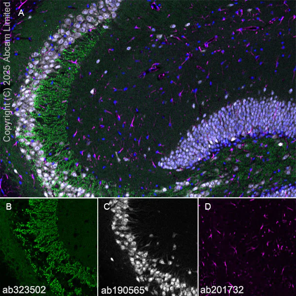 Immunohistochemistry (Frozen sections) - Alexa Fluor® 647 Anti-NeuN antibody [EPR12763] - Neuronal Marker (AB190565)