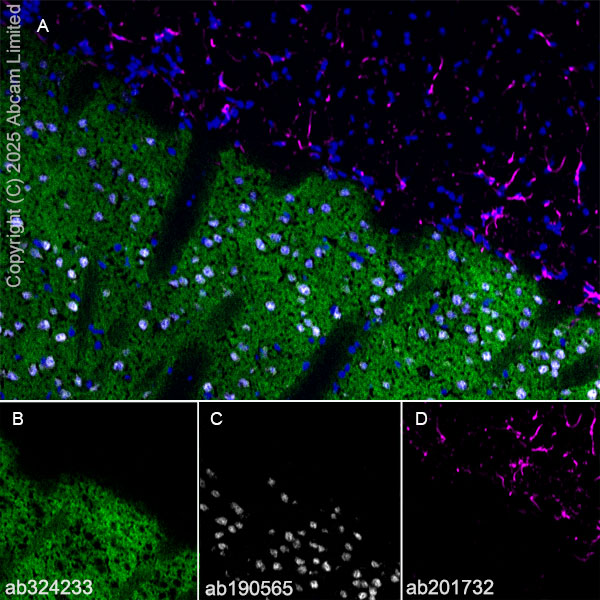 Immunohistochemistry (Frozen sections) - Alexa Fluor® 647 Anti-NeuN antibody [EPR12763] - Neuronal Marker (ab190565), expandable thumbnail
