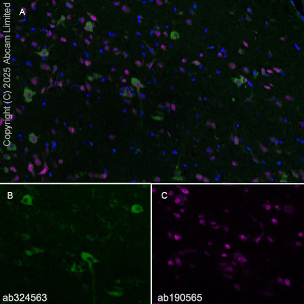Immunohistochemistry (Frozen sections) - Alexa Fluor® 647 Anti-NeuN antibody [EPR12763] - Neuronal Marker (AB190565)