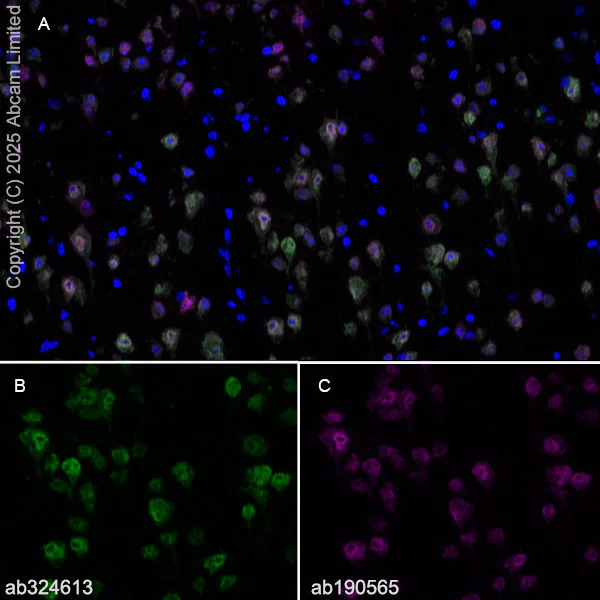Immunohistochemistry (Frozen sections) - Alexa Fluor® 647 Anti-NeuN antibody [EPR12763] - Neuronal Marker (AB190565)