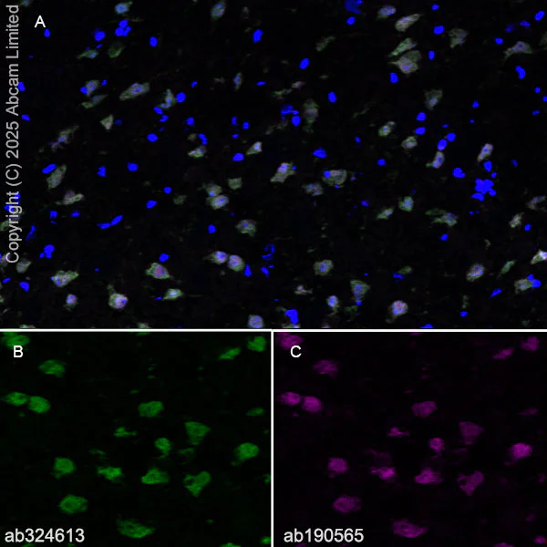Immunohistochemistry (Frozen sections) - Alexa Fluor® 647 Anti-NeuN antibody [EPR12763] - Neuronal Marker (AB190565)