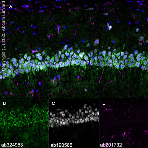 Immunohistochemistry (Frozen sections) - Alexa Fluor® 647 Anti-NeuN antibody [EPR12763] - Neuronal Marker (AB190565)