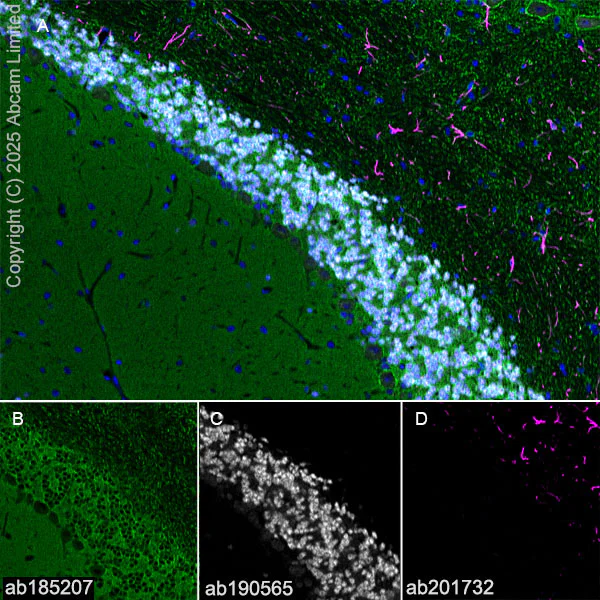 Immunohistochemistry (Frozen sections) - Alexa Fluor® 647 Anti-NeuN antibody [EPR12763] - Neuronal Marker (AB190565)