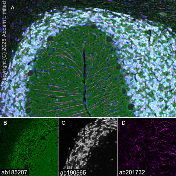 Immunohistochemistry (Frozen sections) - Alexa Fluor® 647 Anti-NeuN antibody [EPR12763] - Neuronal Marker (AB190565)