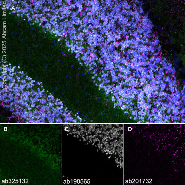 Alexa Fluor® 647 Anti-NeuN 抗体 [EPR12763] - Neuronal Marker