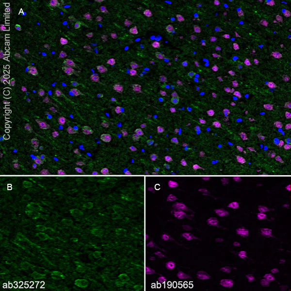 Immunohistochemistry (Frozen sections) - Alexa Fluor® 647 Anti-NeuN antibody [EPR12763] - Neuronal Marker (AB190565)