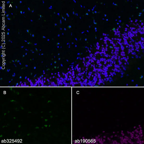 Immunohistochemistry (Frozen sections) - Alexa Fluor® 647 Anti-NeuN antibody [EPR12763] - Neuronal Marker (AB190565)