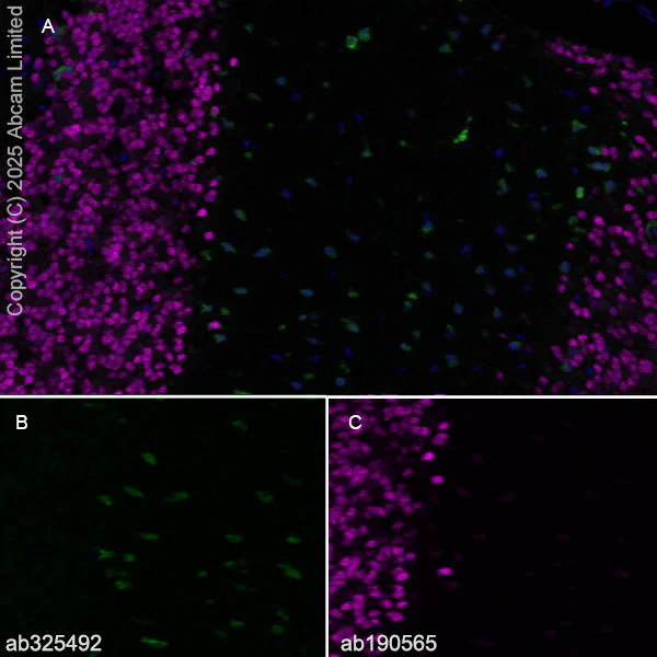 Anti-NeuN - Neuronal Marker Alexa Fluor® 647 antibody [EPR12763